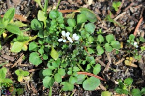 cardamine hirsuta (3)